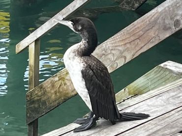 Spotting Wildlife (Photography Opportunities)