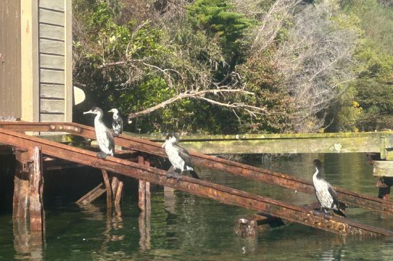 Marlborough Sounds birds
