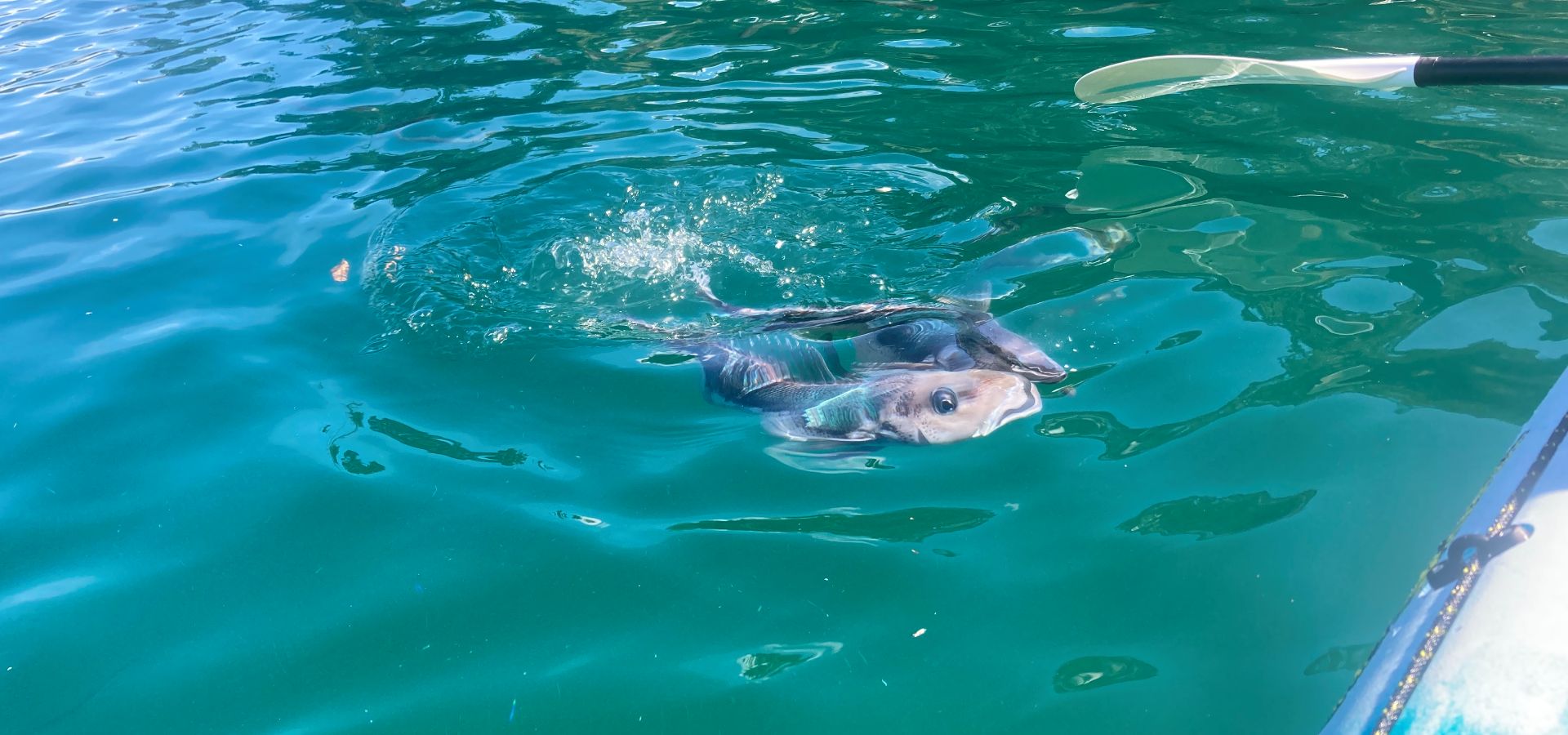 Marine sanctuary in Queen Charlotte Sound